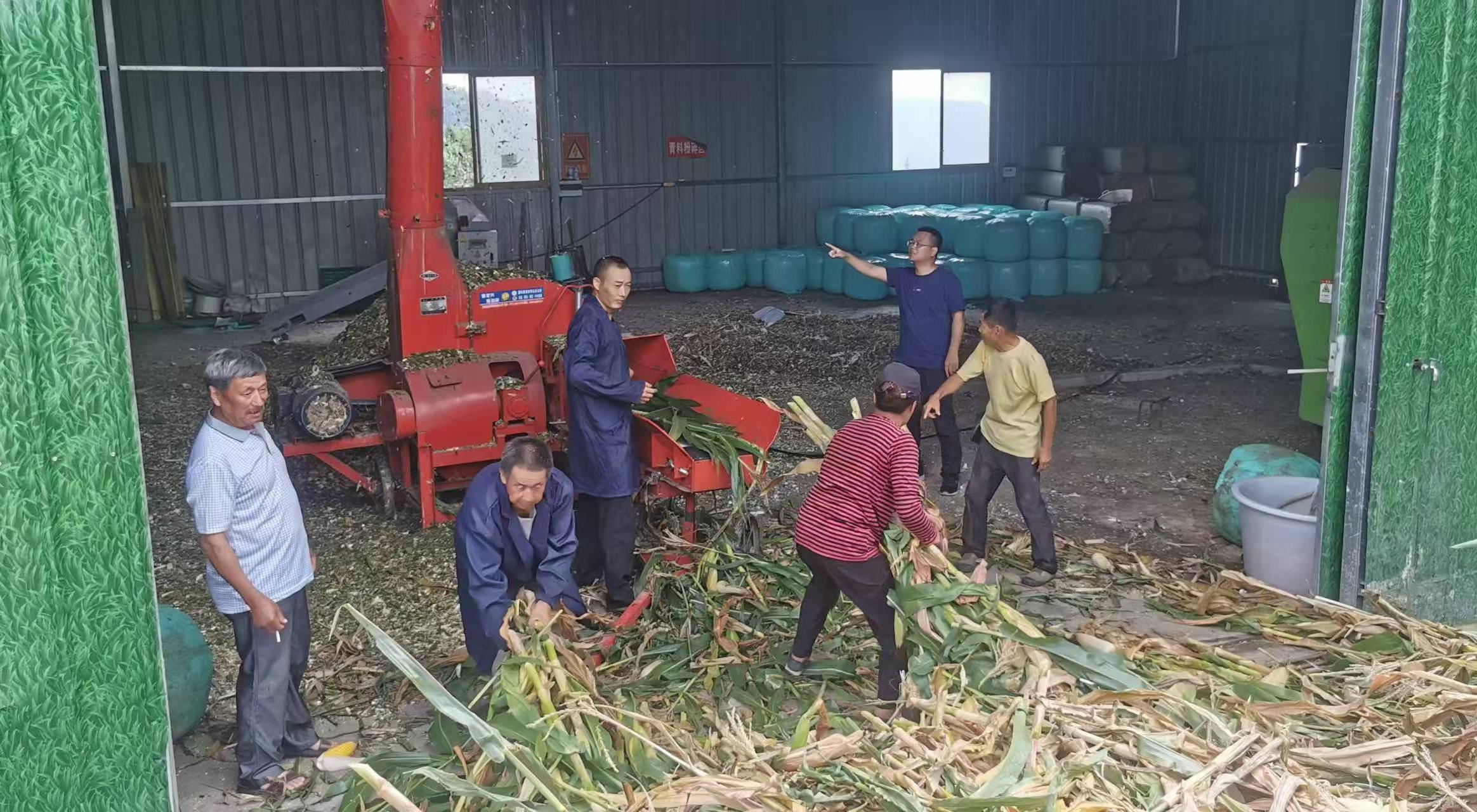 李杰超（右二）組織收購(gòu)村民玉米、開(kāi)展飼草加工